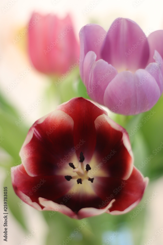 Tulpen im Frühling