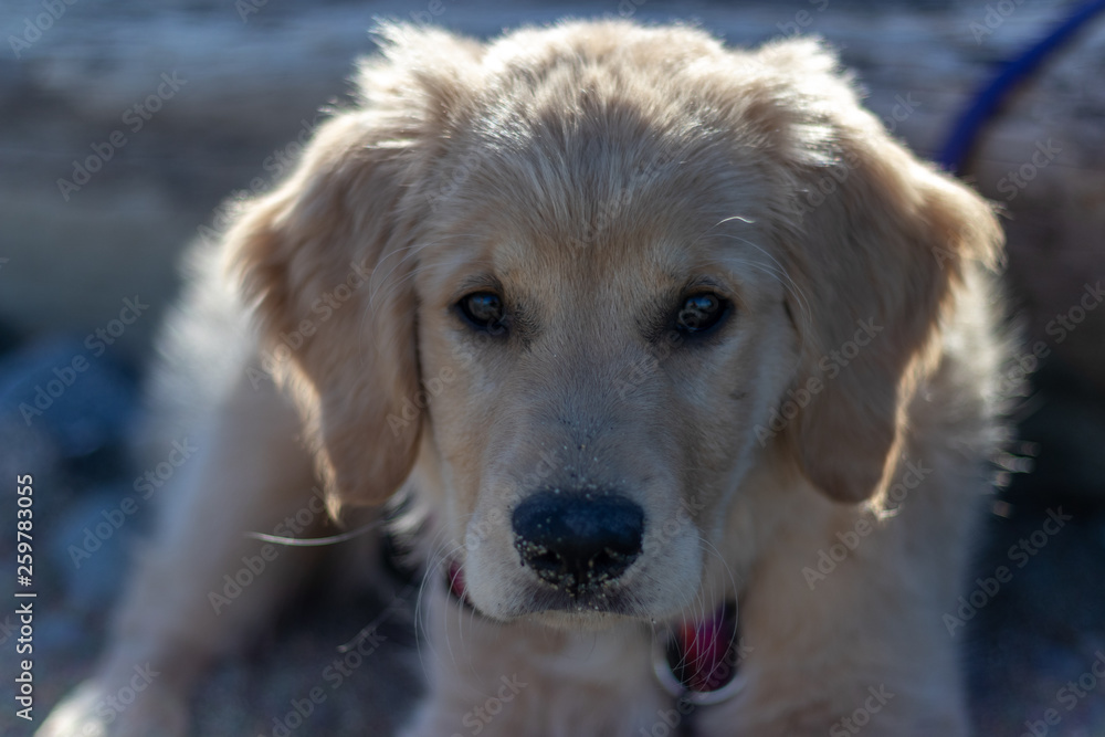 portrait of golden retriever at the beach portrait of golden retriever at the beach