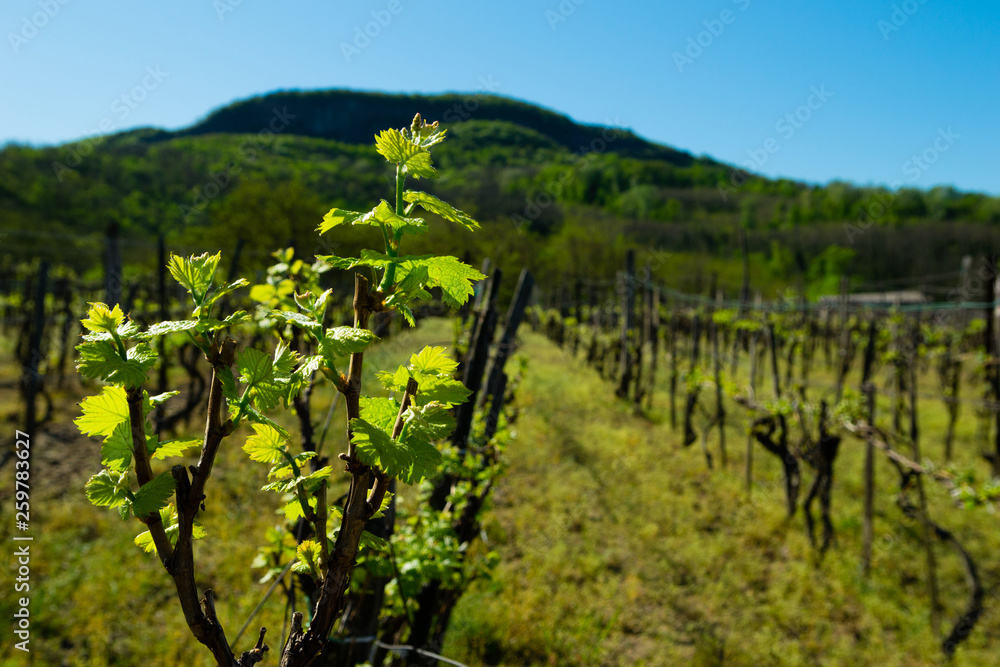 new leaves on vine plants, Badacsony hill at background