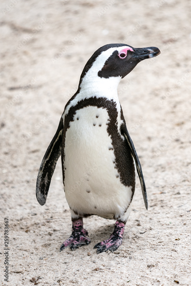 Obraz premium African Penguin at Boulder's Beach, Simon's Town, South Africa.