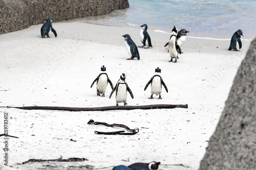 African Penguins walking up the beach at Boulder's Beach, Simon's Town, South Africa.
