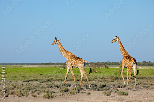 Giraffes (Giraffa camelopardalis) walking over the plains of Etosha National Park, Namibia.