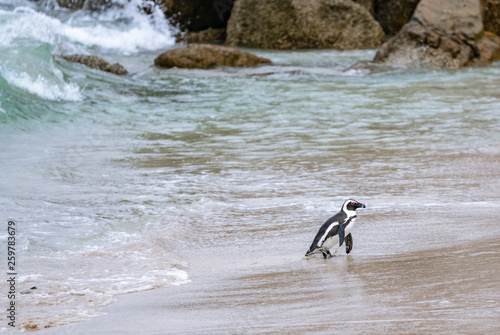 African Penguin walking out of ocean. Boulder's Beach, Simon's Town, South Africa.