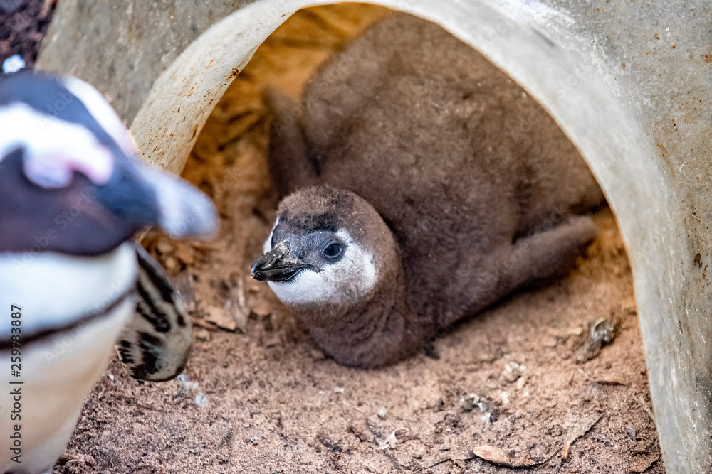 Fototapeta premium Baby African Penguin Looking at Mom. Boulder's Beach, Simon's Town, South Africa.