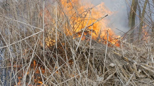 Burning grass and branches close up view. Dangerous wild fire in nature photo