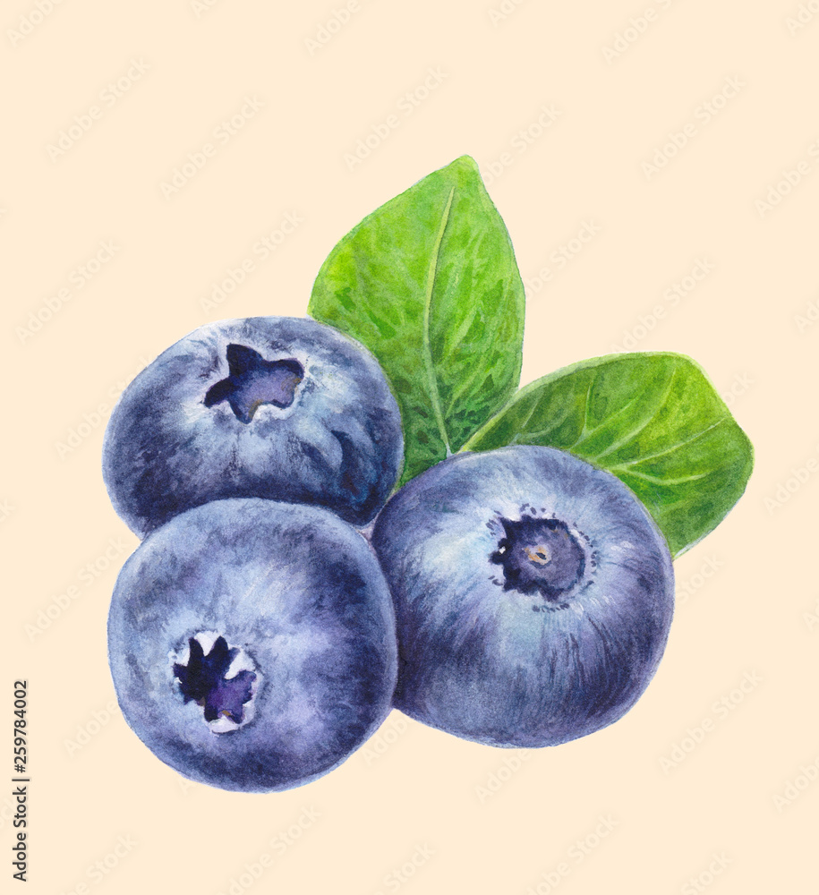 Obraz premium Blueberries with leaves isolated on light background. Hand drawn Blueberry. Watercolor painting of berries. Botanical illustration. Realistic art.