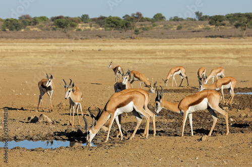 Herd of springbok antelopes (Antidorcas marsupialis) at a waterhole, Kalahari desert, South Africa.