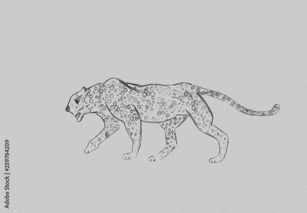 Cheetah prowling. Black line drawing Isolated on light gray background. Hand drawn illustration. Pencil sketch. Profile of African predator. Walking animal.