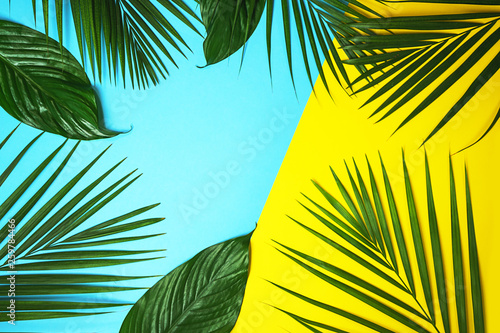 Tropical green palm leaves on colorful background. Bright yellow and blue colors. Minimal nature summer concept. Top view, flat lay, copy space.