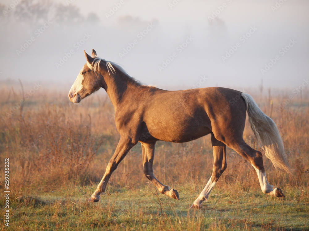 Obraz premium The young silvery-black stallion runs on a morning meadow 