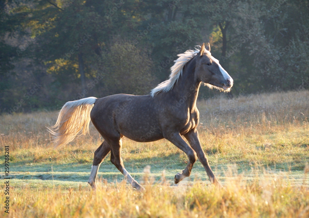 The young silvery-black stallion galloping on a morning meadow The young silvery-black stallion galloping on a morning meadow