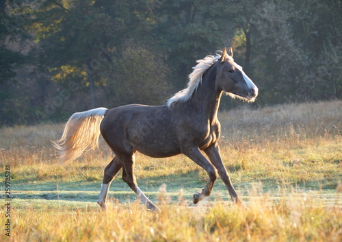 Fototapeta Naklejka Na Ścianę i Meble -  The young silvery-black stallion galloping on a morning meadow