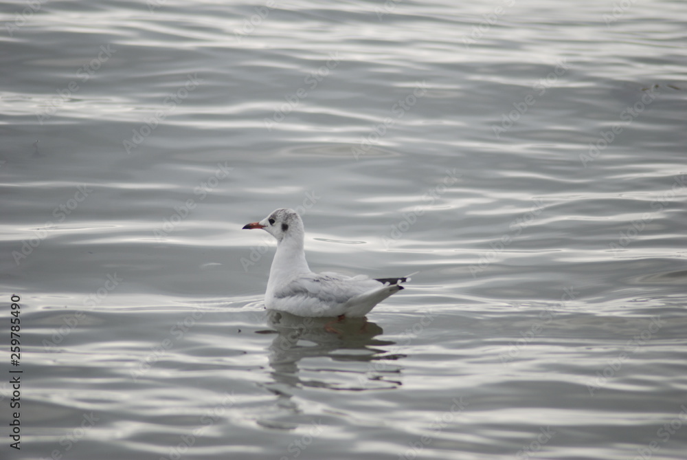 seagull in water seagull in water