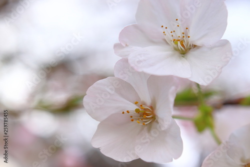 桜の花 