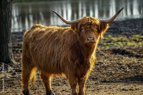 Portrait gehörntes schottisches Hochland Rind im Sonnenschein auf einer Weide in der Uckermark