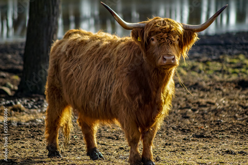 Portrait gehörntes schottisches Hochland Rind im Sonnenschein auf einer Weide in der Uckermark photo