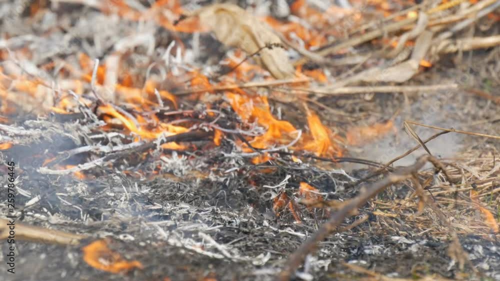 Burning grass and branches close up view. Dangerous wild fire in nature Burning grass and branches close up view. Dangerous wild fire in nature