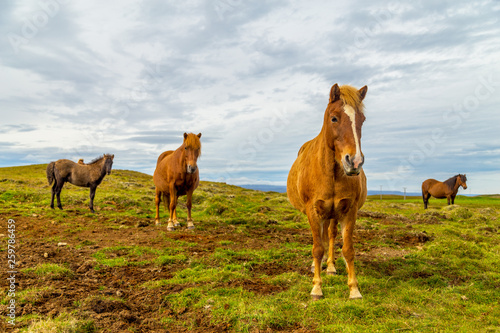 Horses on a meadow, Iceland landscape
