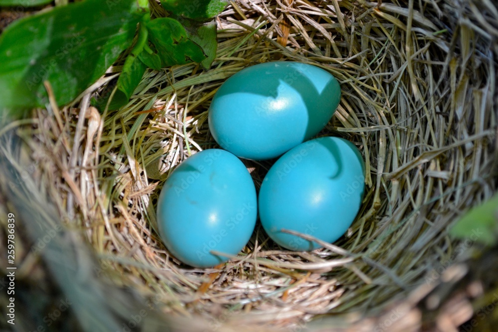 Blue Robin eggs Blue Robin eggs