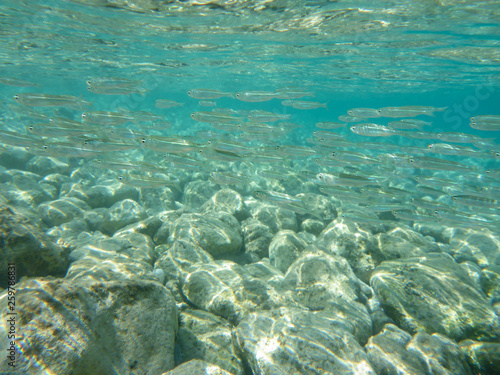 UNDERWATER view a small fish flock in the turquoise clear water and white pebbles scattered off the seabed of the Antisamos bay  Kefalonia island  Ionian Sea  Greece.