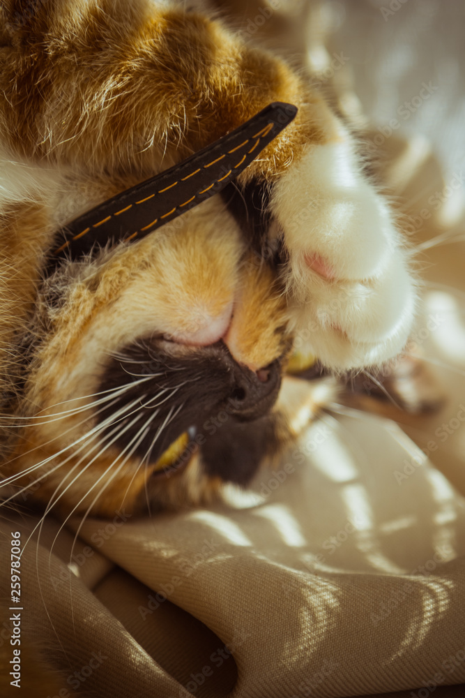 Obraz premium tricolor cat is sleeping on the windowsill. beige Curtains, white tulle, windows closed by roller shutters. closeup pet chill on a sunny day.