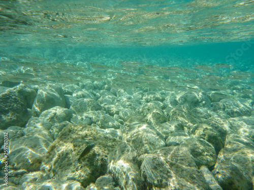 UNDERWATER view a small fish flock in the turquoise clear water and white pebbles scattered off the seabed of the Antisamos bay, Kefalonia island, Ionian Sea, Greece. © vikakurylo81