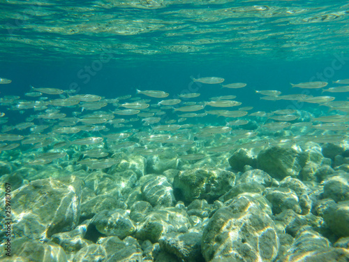 UNDERWATER view a small fish flock in the turquoise clear water and white pebbles scattered off the seabed of the Antisamos bay  Kefalonia island  Ionian Sea  Greece.