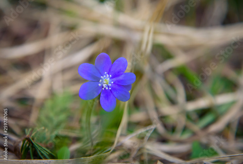 Beautiful spring blue flowers in the forest. Anemone hepatic