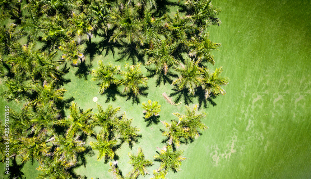 Φωτογραφία Aerial photo of summer palms and green grass