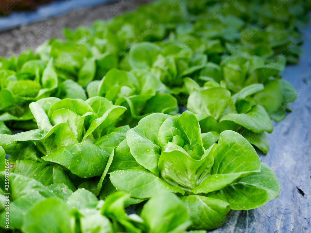 The freshness of the cabbage vegetable The freshness of the cabbage vegetable