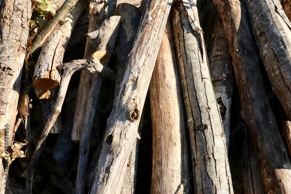 Naklejka premium Natural tree wood