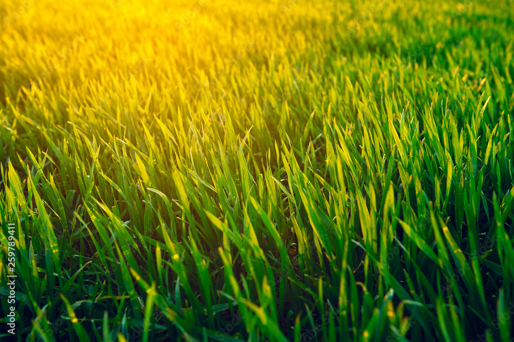Young sprouts are on the field at sunset. Green grass closeup.
