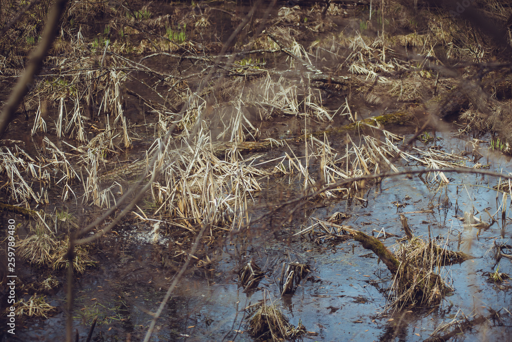 Forest with swamp in the spring Forest with swamp in the spring