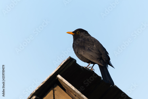 A Blackbird Standing on a Roof in the Morning Sun