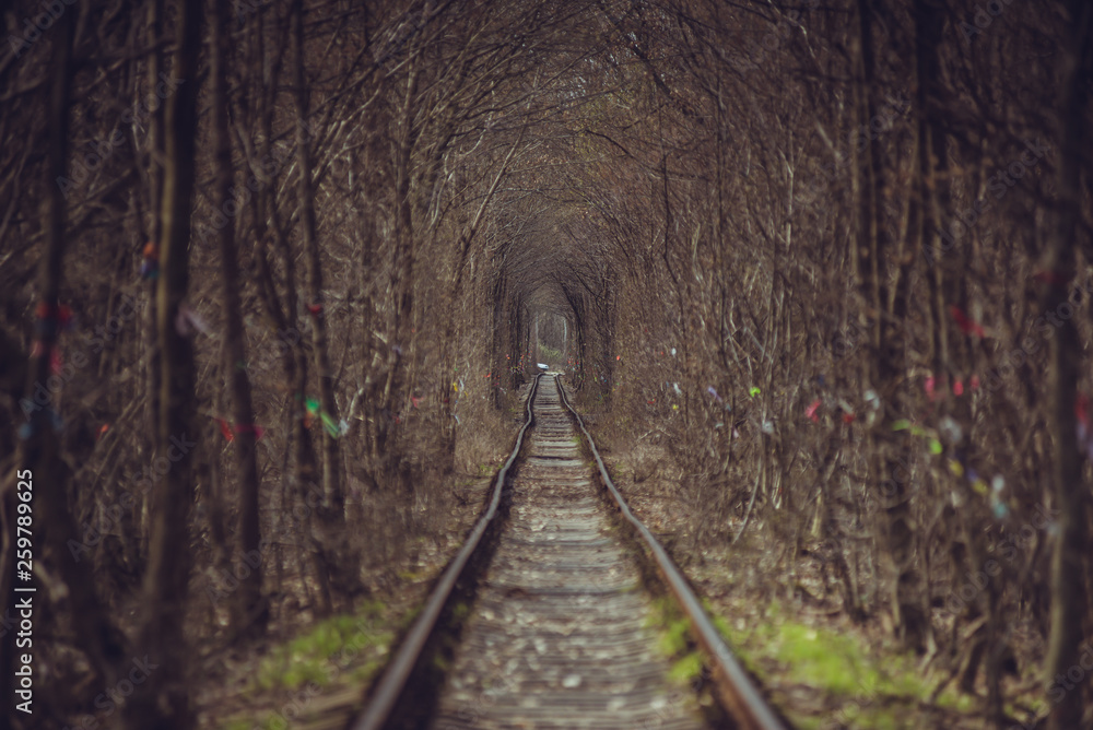 Obraz premium Train tunnel through the forest