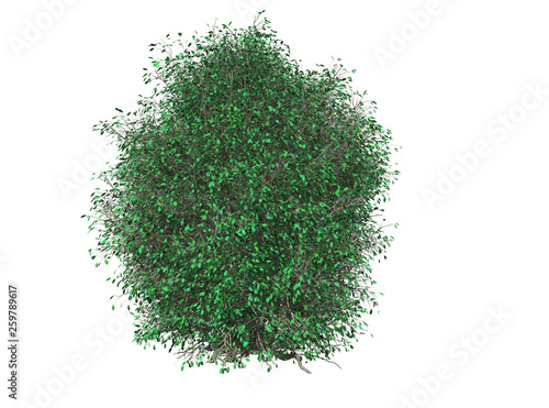 A Bushes isolated over a white background
