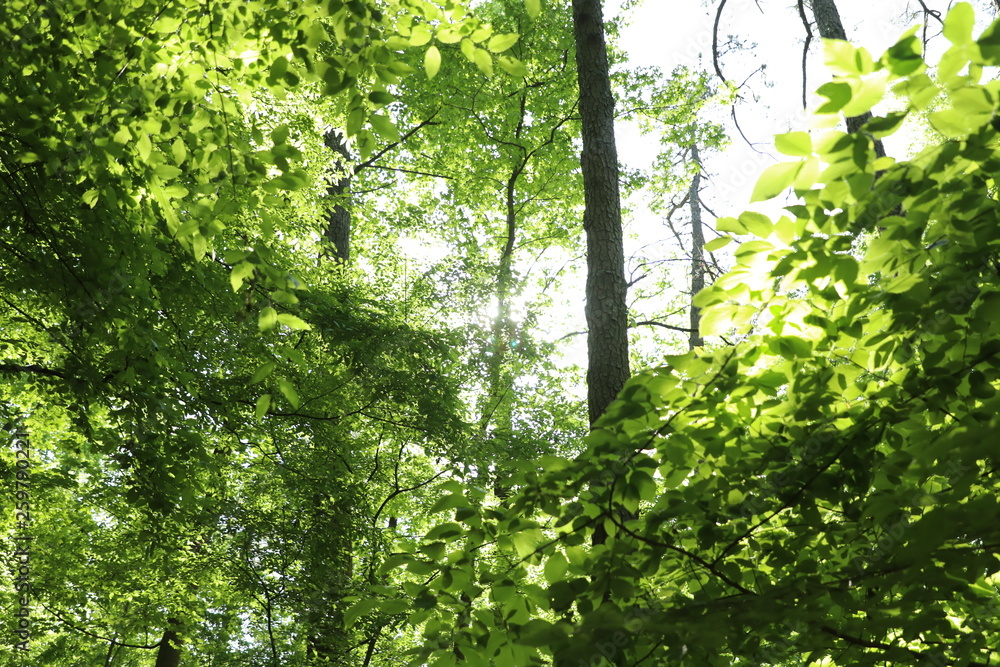 Obraz premium Green Woods Park