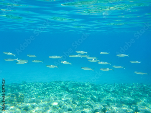 UNDERWATER view a small fish flock in the turquoise clear water and white pebbles scattered off the seabed of the Antisamos bay, Kefalonia island, Ionian Sea, Greece.