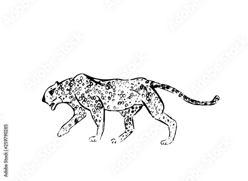 Cheetah. Hand drawn ink sketch. Horizontal drawing. Vector engraving. Predator line art. Black line illustration isolated on white background.