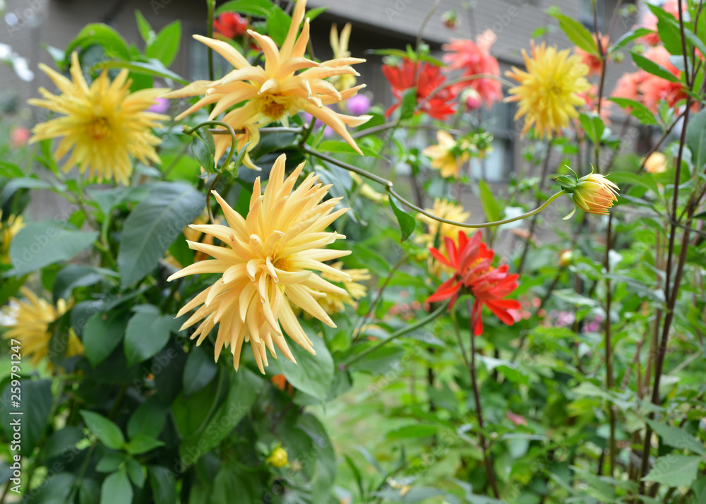 Dahlias Flowers in the Garden, Mix Shapes and Colors Dahlias Flowers in the Garden, Mix Shapes and Colors