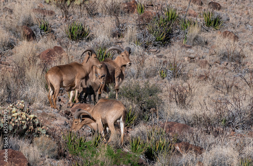 herd of aoudad  photo