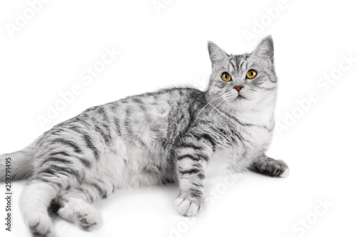 beautiful gray scottish cat isolated on white background. horizontal photo.