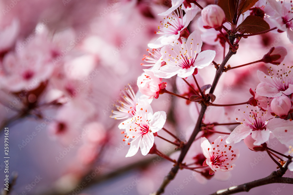 Spring blossom sakura. Background with pink blooming tree. Beautiful nature scene with flowers Spring blossom sakura. Background with pink blooming tree. Beautiful nature scene with flowers