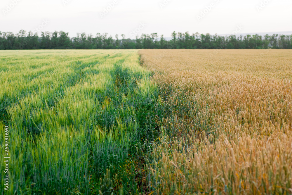 green wheat field and sunny day green wheat field and sunny day