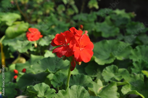 delicate red geranium flower