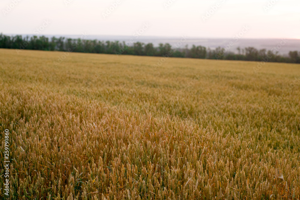 Obraz premium green wheat field and sunny day