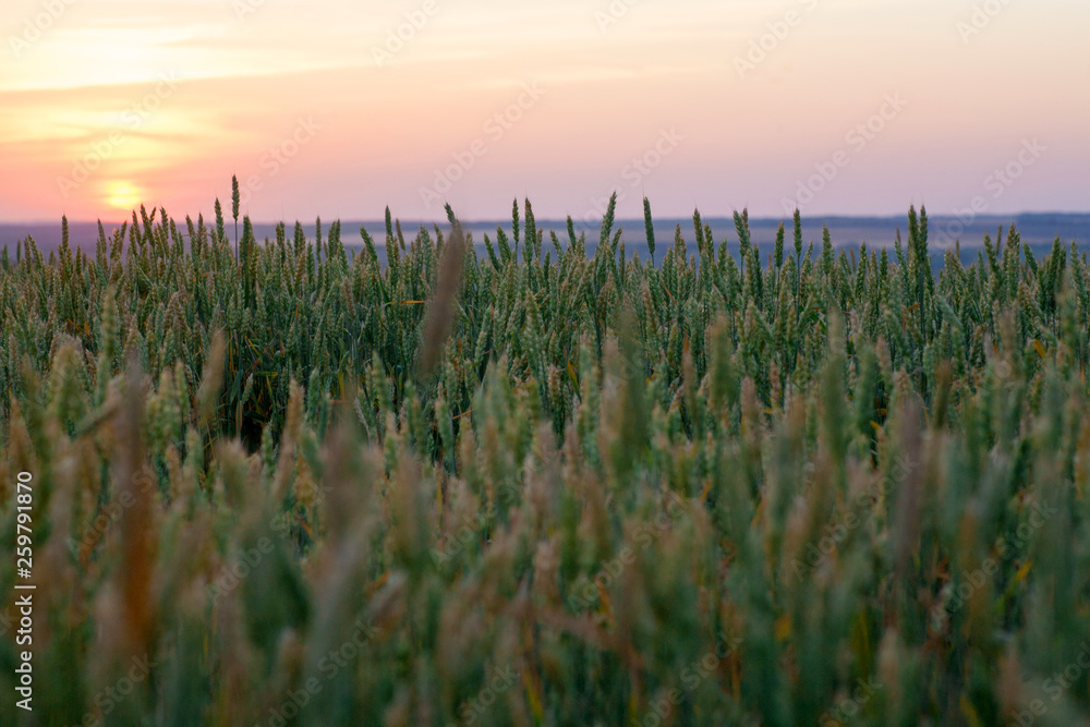 green wheat field and sunny day green wheat field and sunny day