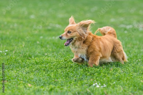 Adorable happy mixed breed brown dog with short legs running on green grass with joy, open mouth, ears flying behind, a spring day at park
