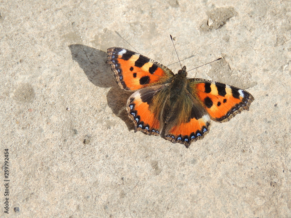butterfly on a leaf butterfly on a leaf