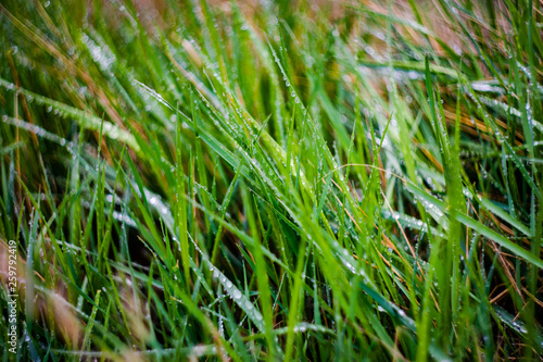 Green blades with dew